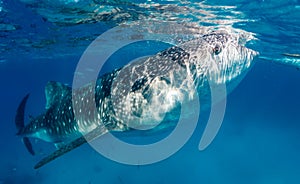 Whale shark feeding near the surface