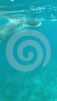 Whale shark feeding in Oslob Cebu Philippines