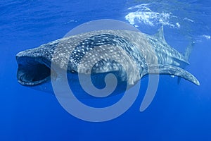 Whale Shark Feeding on Tuna Eggs with Open Mouth