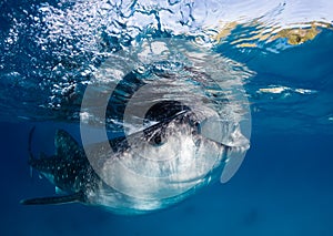 Whale shark filter feeding at the ocean surface