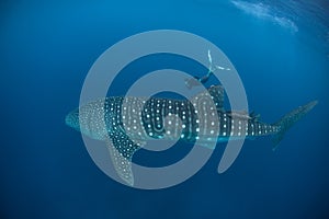 Whale Shark and Free Diver