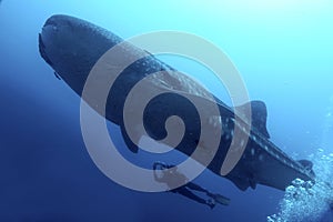 Whale Shark, GalÃ¡pagos National Park,  Ecuador