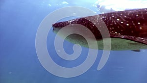 Whale shark giant size underwater in search of food on seabed Maldives.