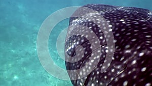 Whale shark giant size underwater in search of food on seabed Maldives.