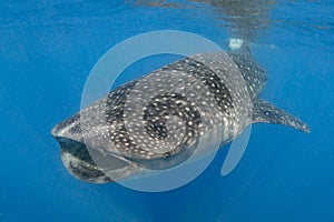 Hermoso ballena tiburón nadar en cálido agua de de México 