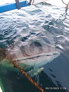 Whale Shark of Gorontalo, Indonesia