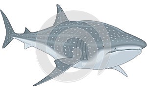 Whale Shark Illustration