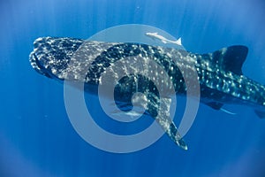 whale shark in the Indian Ocean