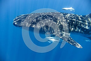 whale shark in the Indian Ocean
