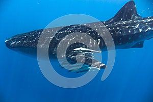 whale shark in the Indian Ocean