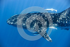 whale shark in the Indian Ocean