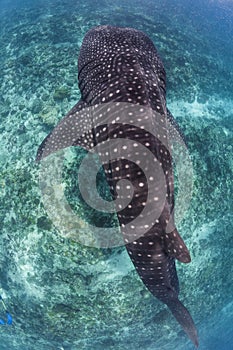 Whale shark in maldives