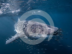 Whale Shark on the Ningaloo Reef, Australia