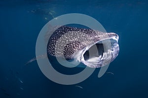 Whale Shark on the Ningaloo Reef, Australia