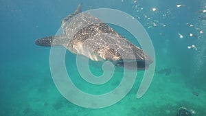 Whale Shark in ocean.