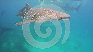 Whale Shark in ocean.