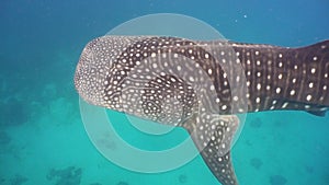 Whale Shark in ocean.