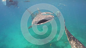 Whale Shark in ocean.