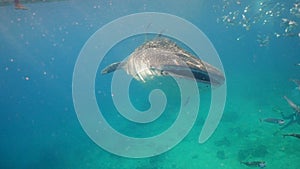 Whale Shark in ocean.