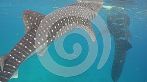 Whale Shark in ocean.