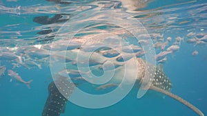 Whale Shark in ocean.