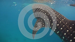 Whale Shark in ocean.