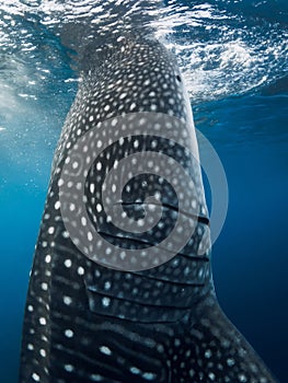 Whale shark in ocean eating plankton. Close up view of Giant Whale shark underwater