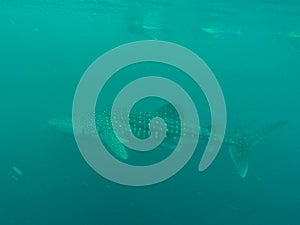 Whale Shark in ocean with fish and Remoras, Western Australia Ningaloo Reef