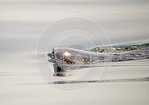 Whale Shark on the Ocean Surface in Mexico