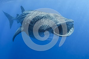 Ballena tiburón abrir boca alimentación sobre el atún huevos 