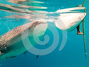 Whale Shark in Oslob, Cebu, Philippines