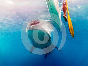 Whale Shark in Oslob, Cebu, Philippines