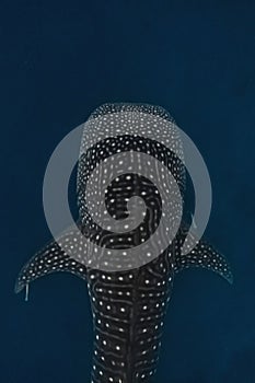 Whale shark overhead shot