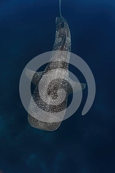 Whale shark overhead shot