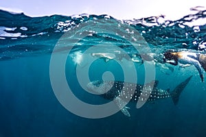 Whale shark and people snorkel underwater scene marine life in sunlight in the blue sea. Snorkeling and scuba Maldives underwater