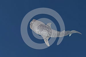 Whale Shark portrait underwater in Papua