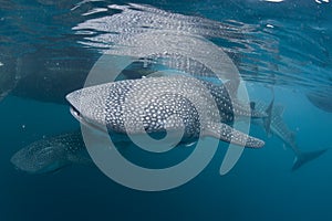 Whale Shark portrait underwater in Papua