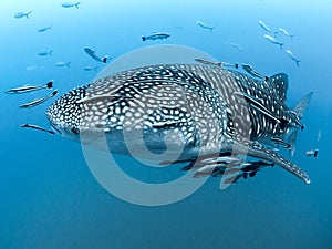 Whale Shark - Rhincodon typus