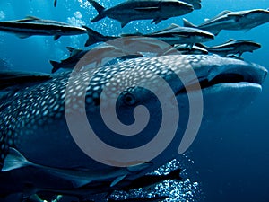 Whale Shark - Rhincodon typus