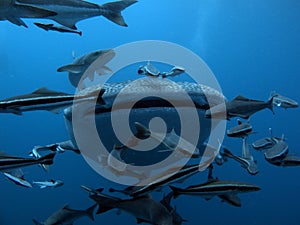 Whale Shark - Rhincodon typus