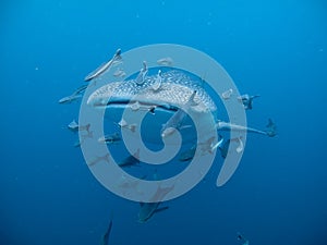 Whale Shark - Rhincodon typus