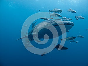 Whale Shark - Rhincodon typus