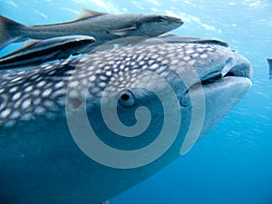 Whale Shark - Rhincodon typus