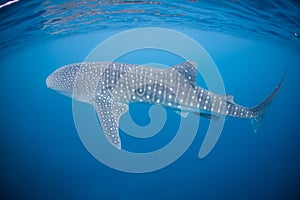 Veľryba žralok 