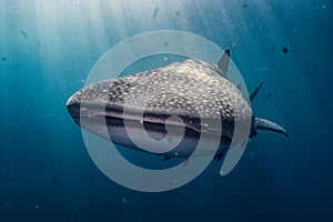 Whale shark (Rhincodon typus) in a deep ocean