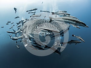 Whale Shark. Rhincodon typus. Scarface