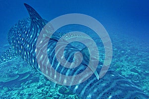 Whale Shark, Rhincodon typus, South Ari Atoll, Maldives photo