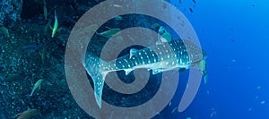 Whale shark at Roca Partida, Mexico