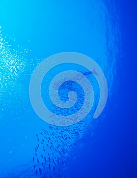 Whale shark with school of fishes, Cayo Largo, Cuba