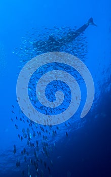 Whale shark with school of fishes, Cuba